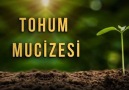 Feyyaz tv - TOHUM MUCİZESİ Facebook