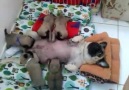 Filhotes de Pug MACHOS a venda!!!