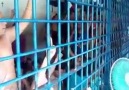 Filipino Christian&prisoners accept islam at phil