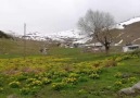Filiz Ağar (potbori) - Alucra ve köyleri