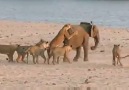 Fil yemeye çalışan 11 aslan