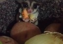 Finally Found My Sugar Glider