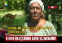 fındık bahçesinde davetsiz misafir!