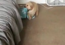 Finding his way to the bed.. Subscribe I Love Dogs channel