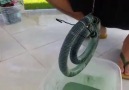 First Gans Coating Video - Keshe Foundation Thailand