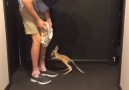 First hops! This baby kangaroo is too much... Credit Storytrender