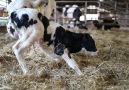 First steps! - Farmgirl Photography