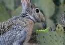 First time to see a rabbit eating cactus