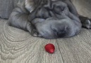 First We Feast - Shar Pei Puppy Tries to Eat Frozen Strawberry Facebook