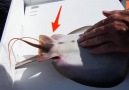 Fisherman helps stingray give birth Credit Barcroft TV