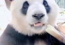 Fish Sun - Watching baby panda eating fresh bamboo can...