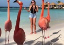 Flamingo Beach In Aruba