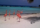 Flamingo Beach in Aruba Video Via @TheTeolis (Youtuber)