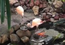 Flamingo Feeding Turtles & Fishes Incredible Nature