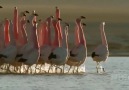 Flamingo halayı