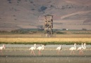 Flamingolardan tek sıra sabah yürüyüşü şöleni