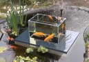 Floating Fish Observatory