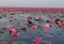 Floating on the Red Lotus Sea in Thailand