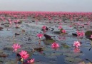 Floating on the The Red Lotus Sea in Thailand