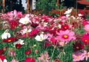 F L O W E R S - Colorful Flowers Garden