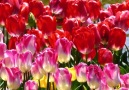 Flower Village - Super Gorgeous Tulip Flower Park! Facebook