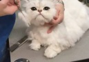 Fluffy cat gets a haircut.