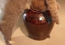 2 Fluffy cats inside a pot