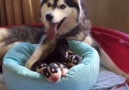 Fluffy Husky Pack (By Mywinterfells Siberian Huskies)