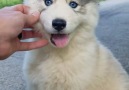 Fluffy Husky Ranch