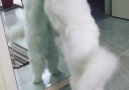 Fluffy white kitty doesn't want to be copied