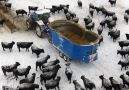 Flying Drone Around the Feedlot