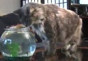 Flying fish attacks cat