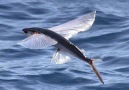 Flying Fish Picked Off From Above And Below.B BBCGet more