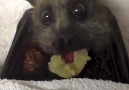 Flying fox enjoys his delicious grapes...