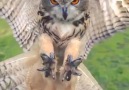 Flying Owl in Slow Motion