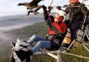Flying with geese - how beautifulNational Geographic