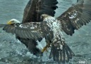 FLY Like AN Eagle" - A juvenile eagle attacks an adult bald eagle Facebook