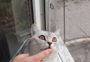 Focused Cat