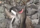 Fok balığının nasırına basan penguen :)