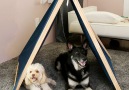 Fold-Up Pup Tent