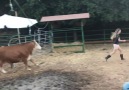 Follow Freedom Farm Sanctuary for more videos like this one.