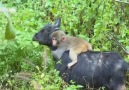 Footage: Baby monkey befriends a goat in east China