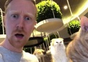 Foreigner discovers cat cafe!
