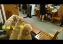 Four Dogs Praying Before Dinner in China, But What Happens Aft...