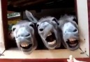 Four Funny Donkeys