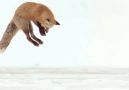 Fox diving in