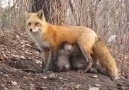 Fox feeding bear