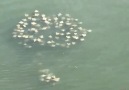 FOX 35 Orlando - Fevers of rays spotted in Tampa Bay waters Facebook