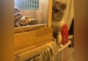Freaky Pet - Cats are so funny D PCredits Miaw TV