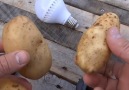 Free energy 220 V generator using magnets and potatoes.Credit Mr. DK DIY